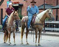 experienced-quarter-horse