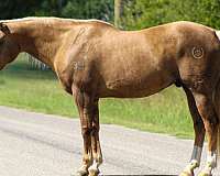 flashy-quarter-horse