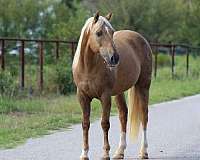 husband-safe-quarter-horse