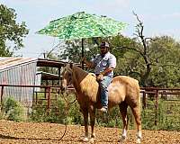 kid-safe-quarter-horse