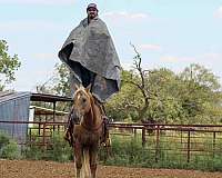 ranch-quarter-horse