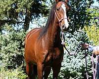 all-around-lusitano-horse