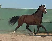 athletic-lusitano-horse