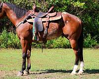 all-around-appaloosa-horse