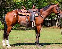 beginner-appaloosa-horse
