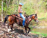 endurance-appaloosa-horse