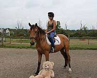 draft-horse