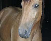 beginner-draft-horse