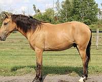 all-around-draft-horse