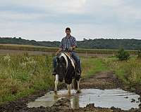 ridden-western-paint-horse