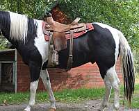 trail-paint-horse