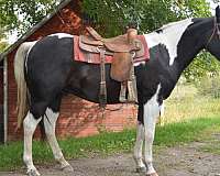 trail-riding-paint-horse