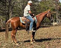 flashy-tennessee-walking-horse