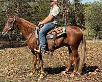 gaited-tennessee-walking-horse