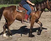 dynamic-gypsy-vanner-horse