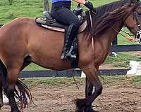 bitless-gypsy-vanner-horse