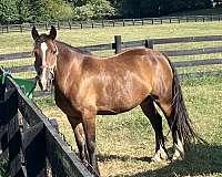 jump-gypsy-vanner-horse