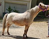 nice-looking-miniature-horse