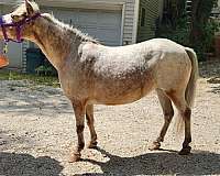 couple-broodmare