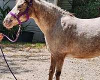 foaling-broodmare