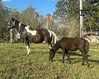 12-hand-chincoteague-pony-mare