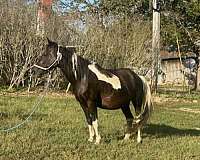 tobiano-chincoteague-pony-for-sale