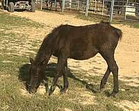 12-hand-chincoteague-pony