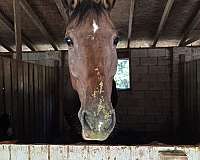 warmblood-gelding