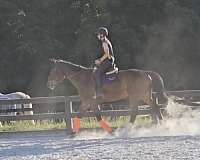 warmblood-horse-for-sale