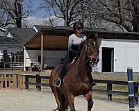 warmblood-horse