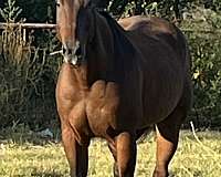 star-horse