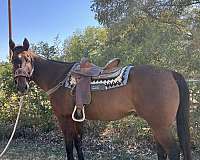 and-shoeing-gelding
