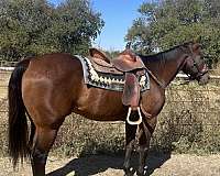 confidence-booster-gelding