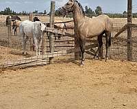 multicolored-horse