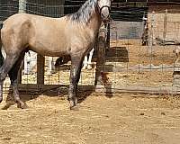 silb-multicolored-horse