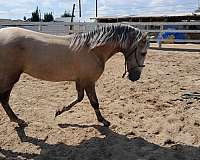 silb-andalusian-colt