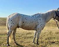 pony-gelding