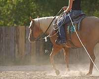 athletic-quarter-horse