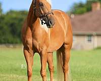 flashy-quarter-horse