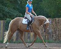 performance-quarter-horse