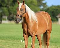 husband-safe-quarter-horse