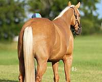 hunter-jumper-quarter-horse