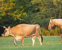 ranch-quarter-horse