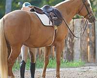 ranch-versatility-quarter-horse