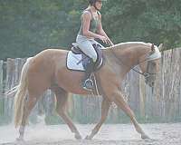 ranch-work-quarter-horse