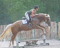 ridden-english-quarter-horse