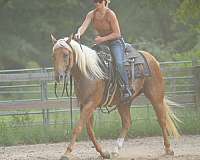 ridden-western-quarter-horse