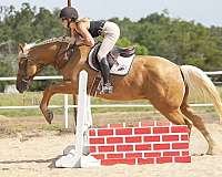 show-hack-quarter-horse