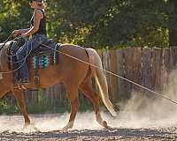 show-quarter-horse
