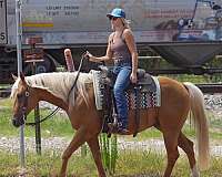 trail-quarter-horse